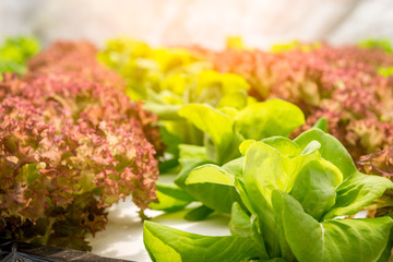 Hydroponics vegetable in farm