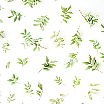 Green branches and leaves on white background. Flat lay, top view