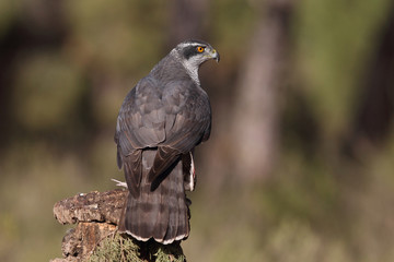 Northern goshawk