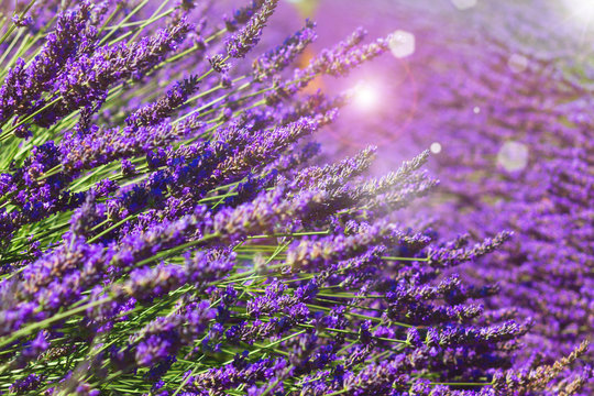Fototapeta Lawendowi dorośnięcie kwiaty zamykają up w lata polu z światłem słonecznym, Francja