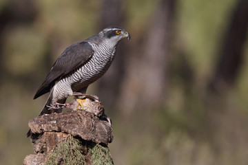 Northern goshawk