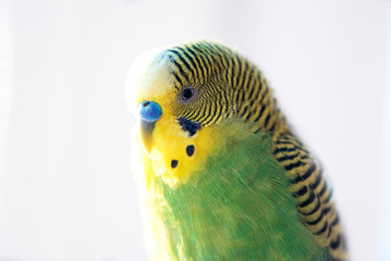 Green budgerigar parrot close up head portrait on blurred background