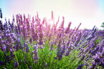 Lavender growing bush with flowers close up with sunshine in summer field, France