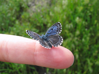 Scolitantides orion male (dorsal view) - one of the world's smallest butterfly sitting on finger