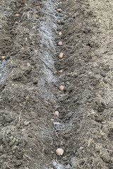 Obraz premium Planting potatoes in the garden