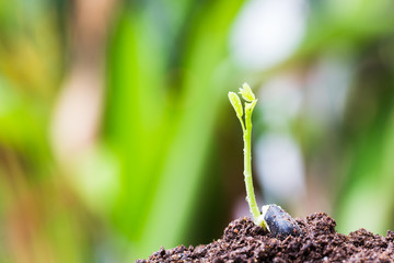 tree growing on soil with green background / baby plant begins n