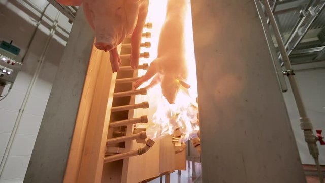 Firing pig carcasses. Heat treatment. Pigs in slaughterhouse burn bristles. High temperature processing.