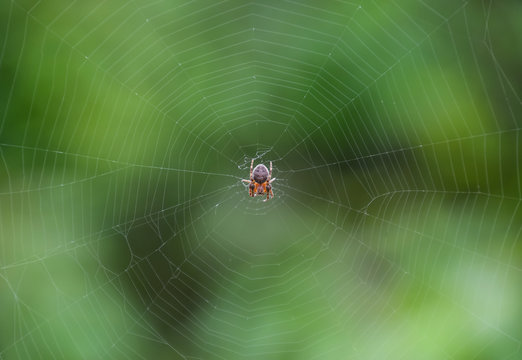 Small spider in his web of Araneus. Lovcen spider network