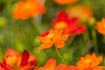 Orange cosmos flower in the field with green background.