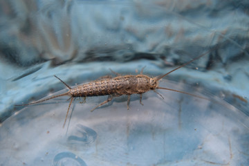 Insect feeding on paper - silverfish