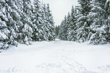 Winter in the Forest