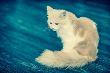 Fototapeta premium cat sit on the floor with dramatic tone