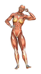 3D Rendering Muscle Maps