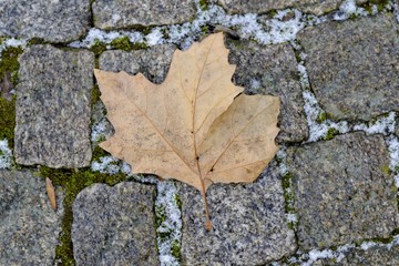 Details of fallen leaf and grass
