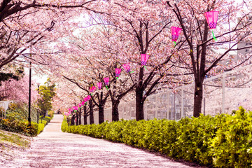 Sakura Tree