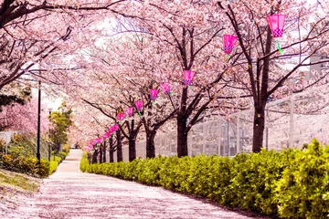 Foto auf Acrylglas Sakura-Baum © Sean K