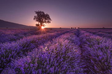Prachtig lavendelveld bij zonsopgang met eenzame boom. Zomerzonsopganglandschap, contrasterende kleuren.