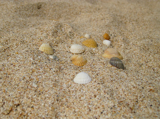 The Cockleshells . The sea entertainments on holiday