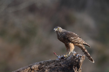 Eurasian goshawk