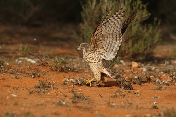Eurasian goshawk