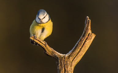 Blue Tit