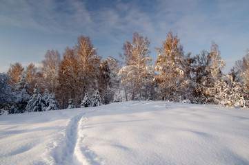 Obraz premium Path trail in winter bright white snow field on the background of frozen birch trees forest Altai Mountains, Siberia, Russia