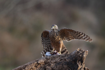 Eurasian goshawk