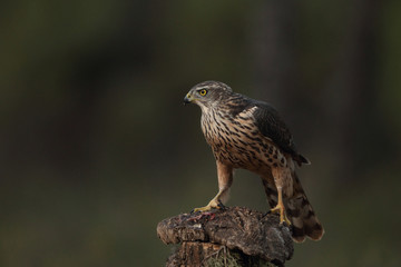 Eurasian goshawk