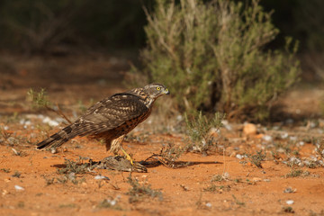 Eurasian goshawk