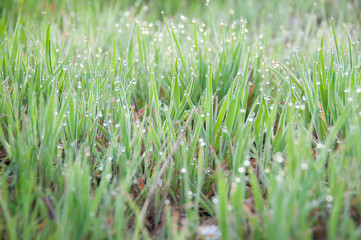 Close up of fresh thick grass with dew drops in the early morning