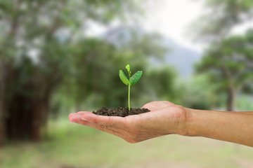 Man hand holding young green sprout isolated on park background, environment concept