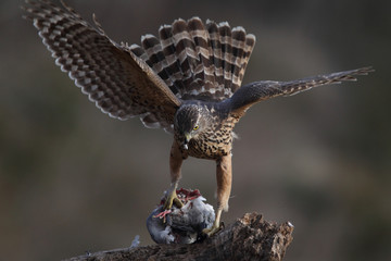 Eurasian goshawk