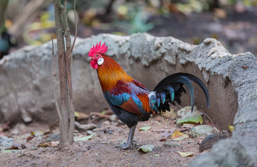 Beautiful Rooster 