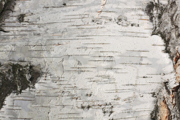 birch bark texture natural background paper close-up