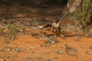 Eurasian goshawk