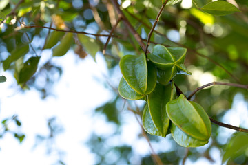 Green Star apple on a tree