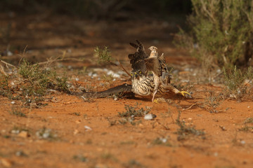 Eurasian goshawk