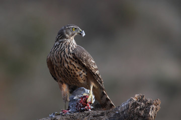 Eurasian goshawk