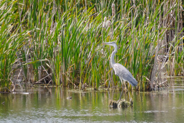 Big gray heron stands,  wild pond, green reeds
