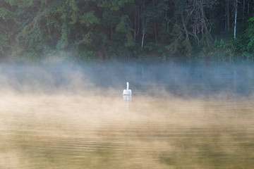 Fototapeta na wymiar White swan rear floating on reservoir