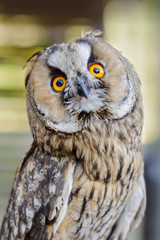 Little curious owl, close up