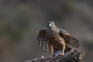 Eurasian goshawk