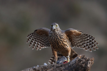 Eurasian goshawk
