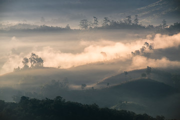 Tree on hill in foggy at dawn