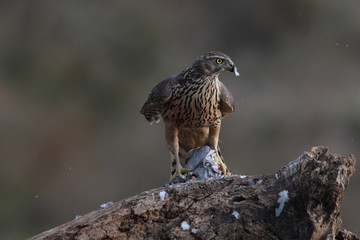 Eurasian goshawk