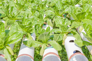 Row of fresh cos salad vegetable in outdoor hydroponic garden fa