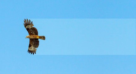 Flight of birds of prey eagle.