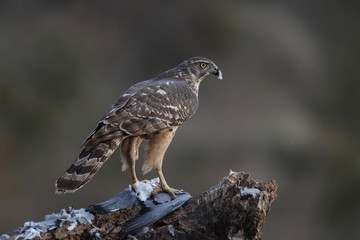 Eurasian goshawk