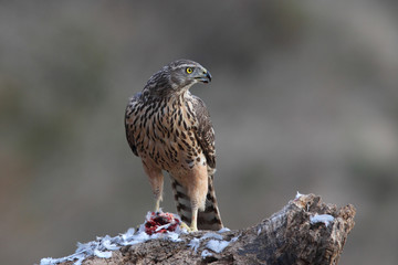 Eurasian goshawk