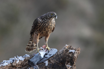 Eurasian goshawk